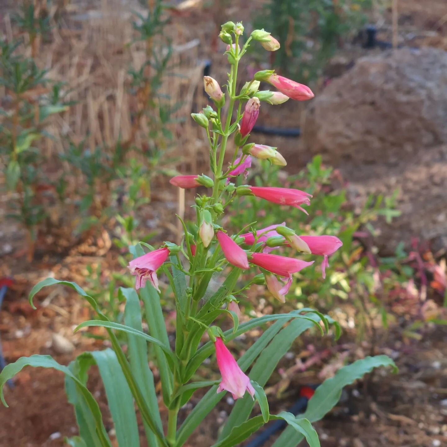 This Barbie is some kind of CA Native Penstemon! 

I don't remember what the label said, maybe a cultivar of some desert variety?