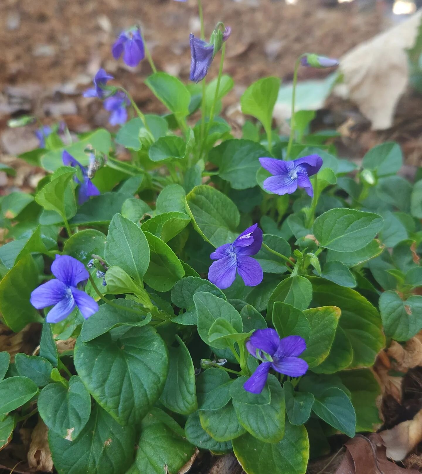 Dog Violets (Viola adunca) have started to bloom again! 
This shade loving CA native is local to those on the northern coast and sierras. It's summer deciduous, it's revival signals an end to the hottest days of the year.