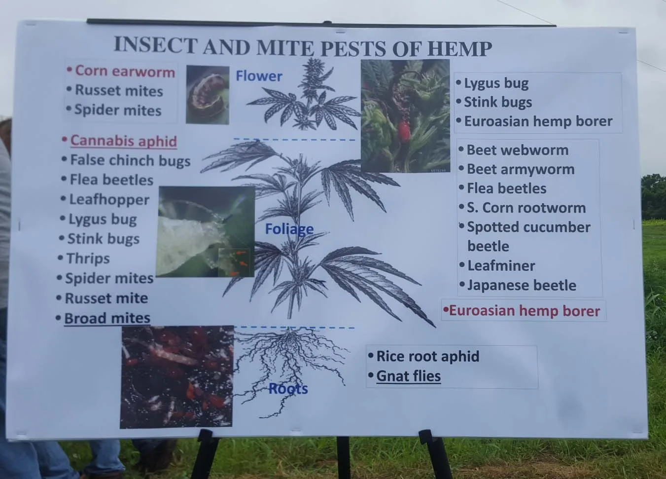 hemp insect chart.jpg