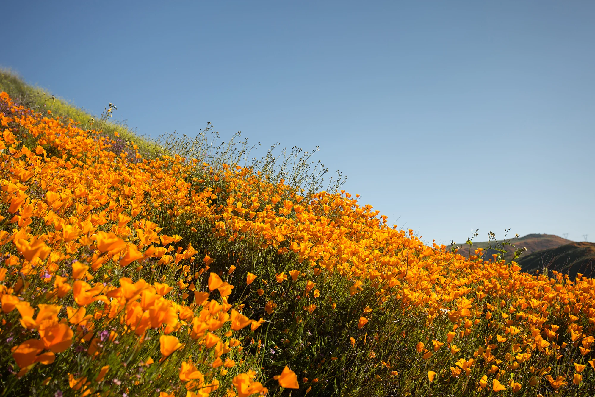 superbloom-4 copy.jpg