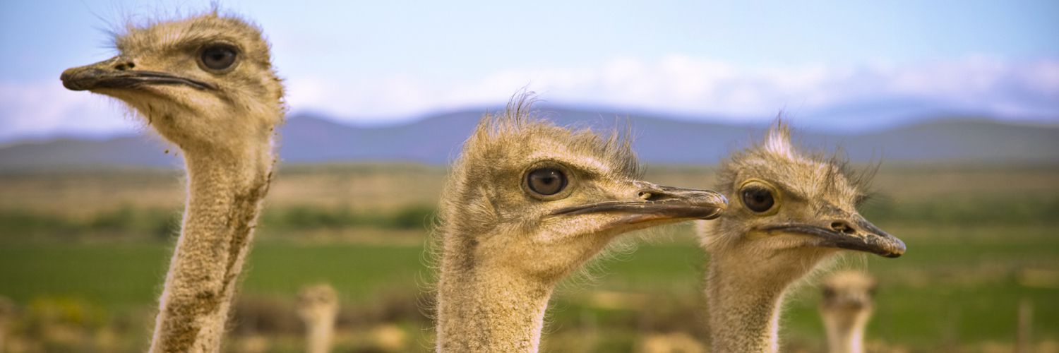 ostrich-slider_compressed.jpg