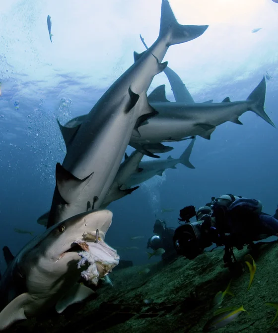 Shark and Photog-panorama otr.jpg