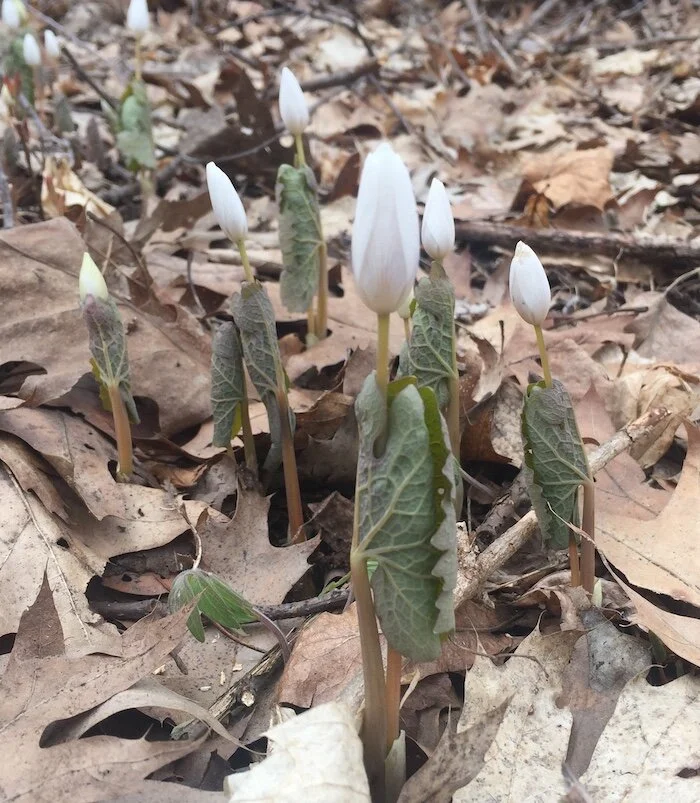 Sanguinaria canadensis