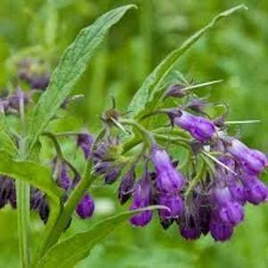 Comfrey