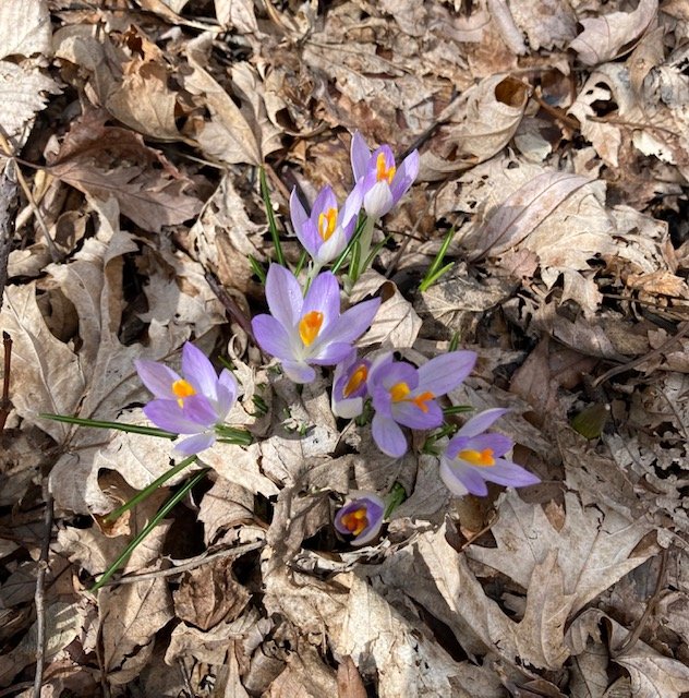 crocus 2.jpg