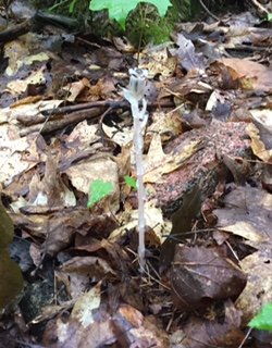 Indian Pipe