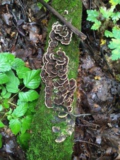 Turkey Tails