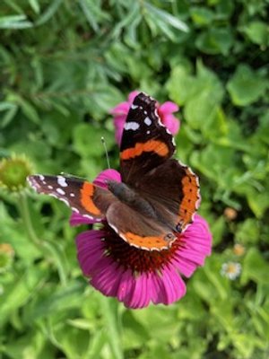 Red Admiral on Echinacea.