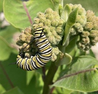 Monarch caterpillar feasting on milkweed flowers