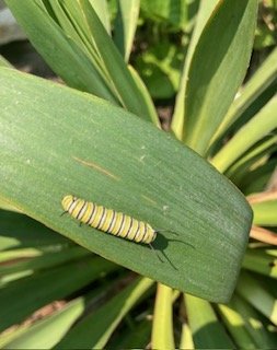 Monarch caterpillar on yucca.