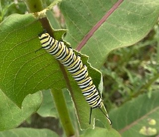 Monarch caterpillar on milkweed. 