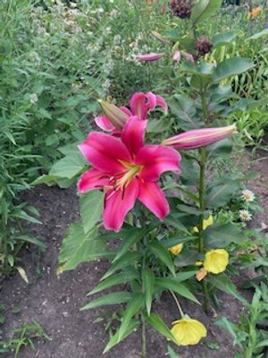 Oriental lily