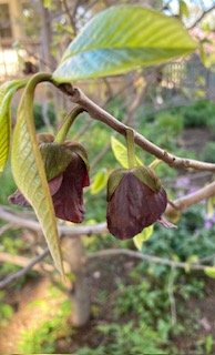 Pawpaw (Asimina triloba) in bloom.