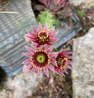 Succulant in bloom.