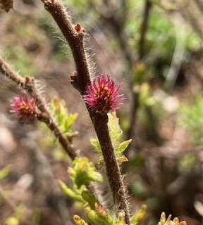 Sweet Fern (Comptonia peregrina) in flower.