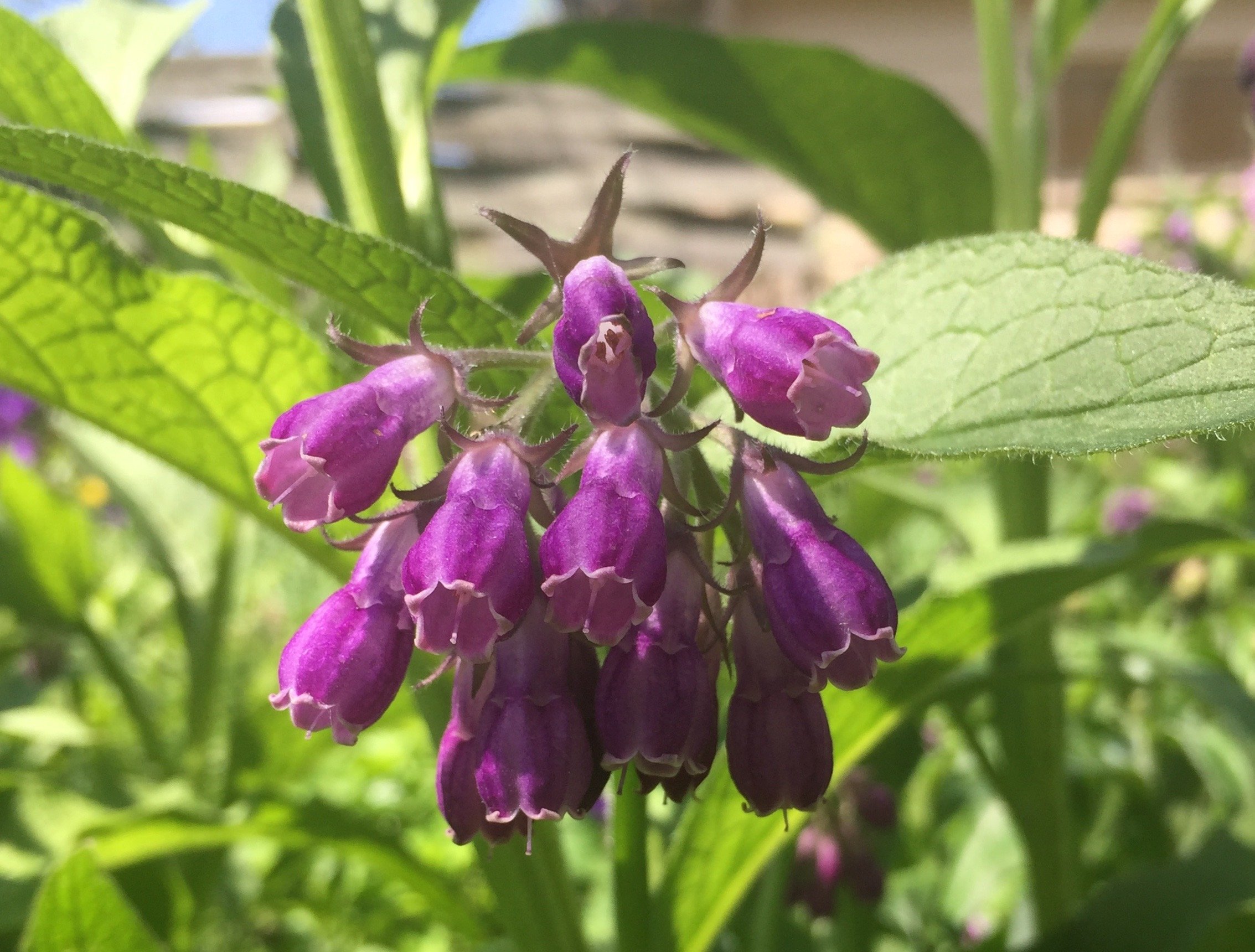The Healing Qualities of Comfrey