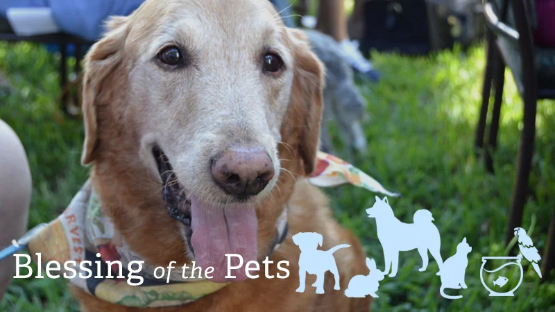 BLESSING OF THE PETS