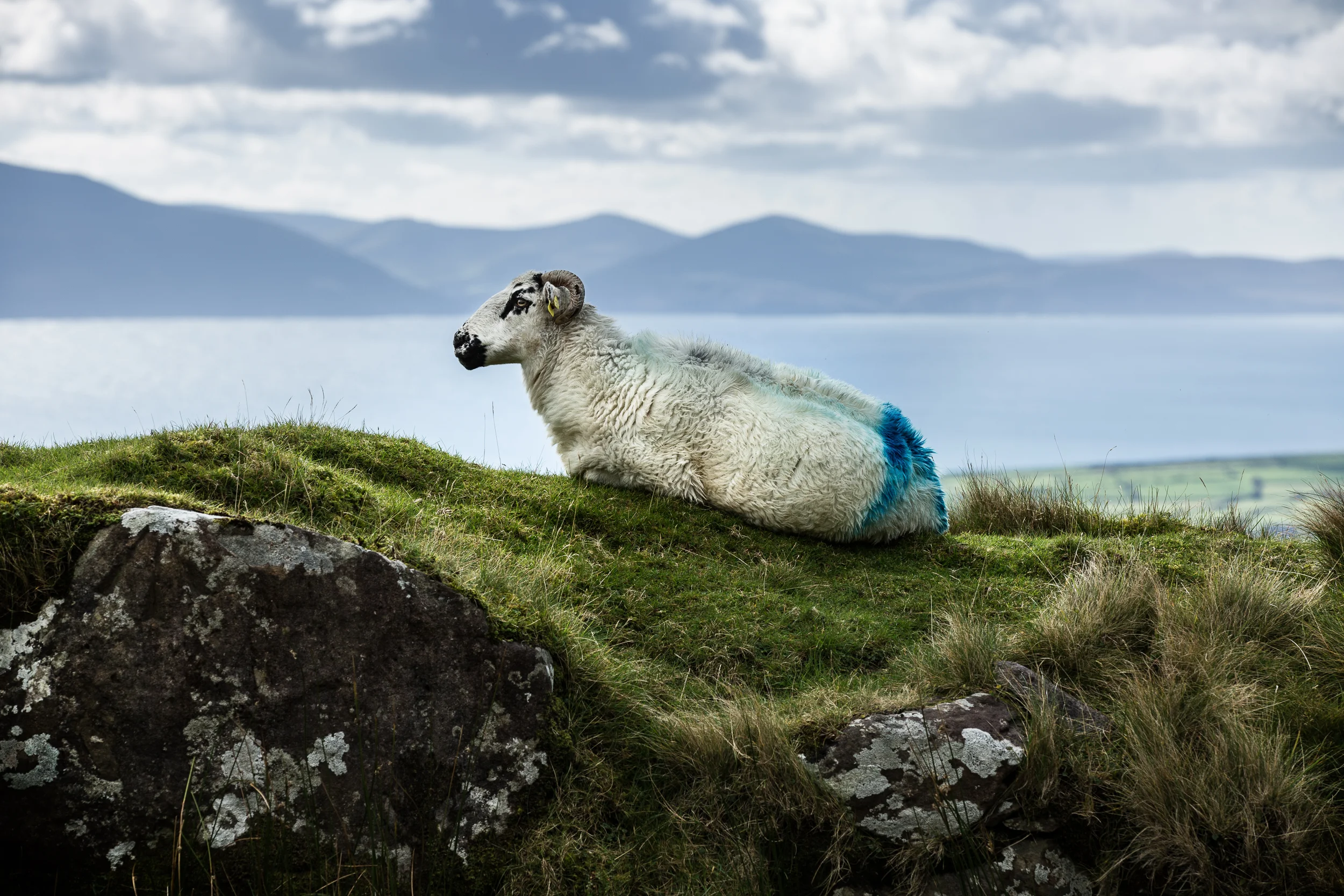 Conor's Pass Dingle Sheep-.jpg