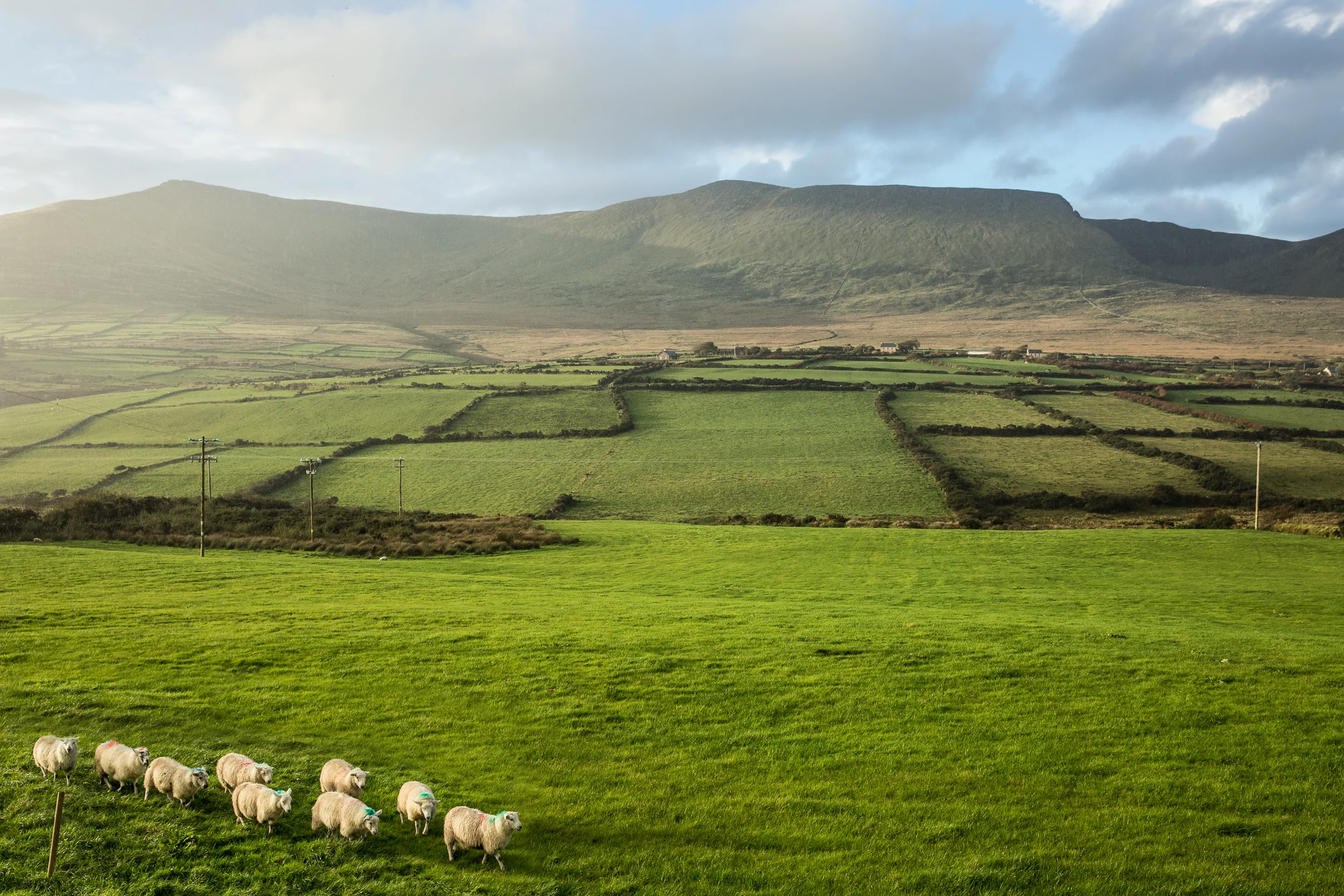 Flock Dingle Peninsula-.jpg