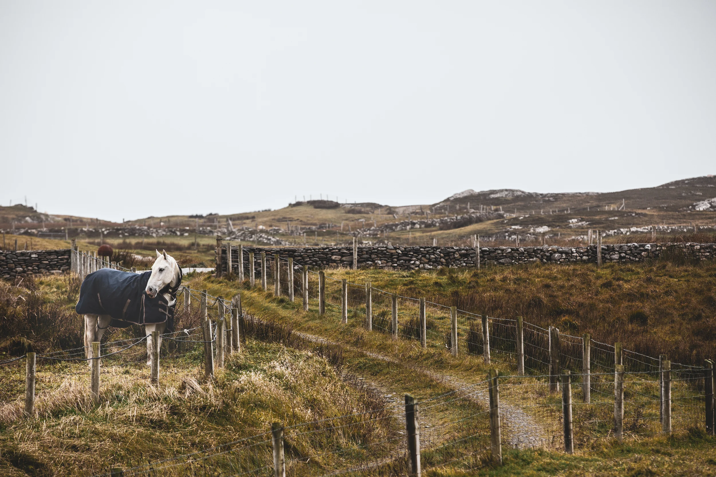 Inishbofin Island, County Galway Horse.jpg