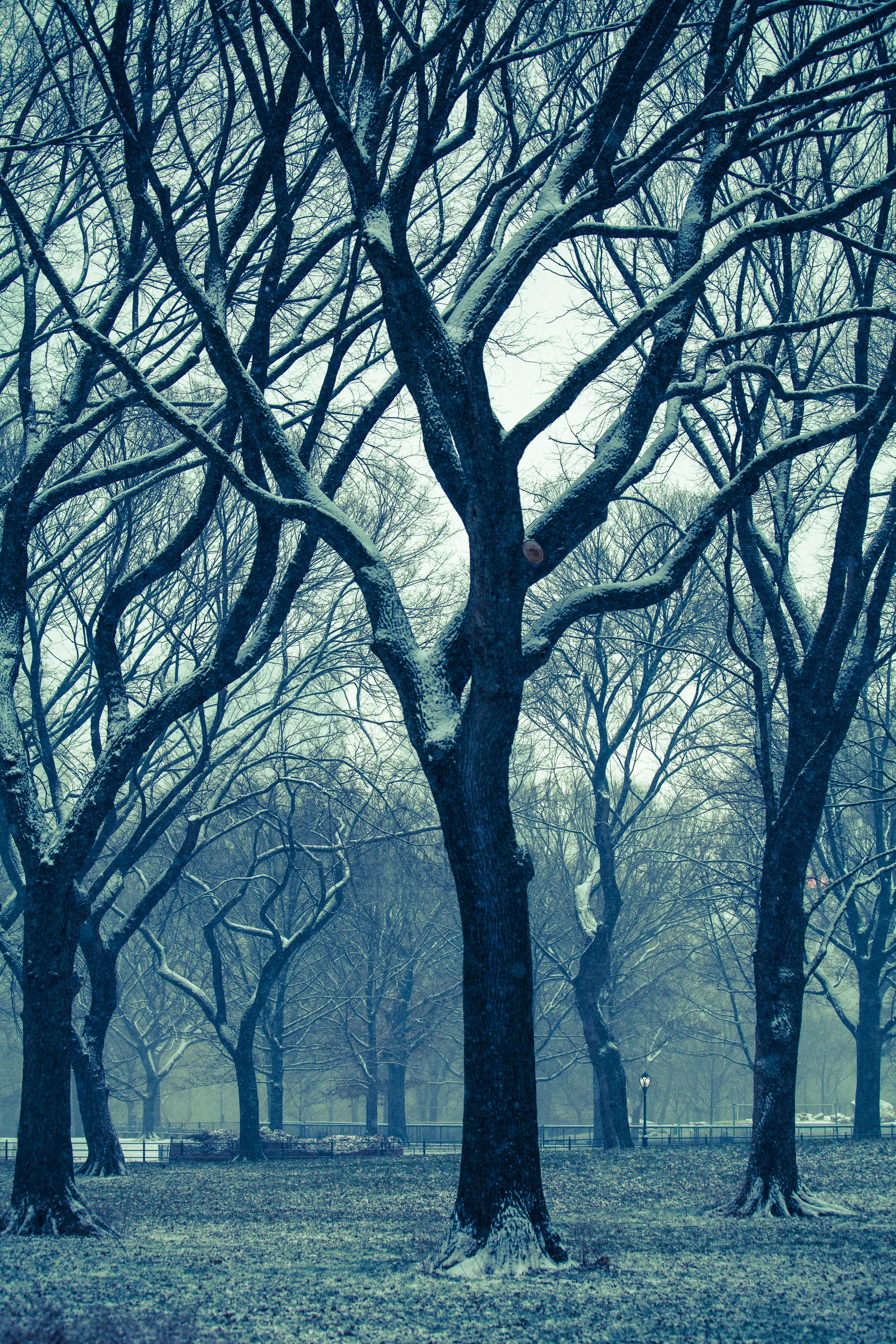 Trees Snow Central Park-.jpg