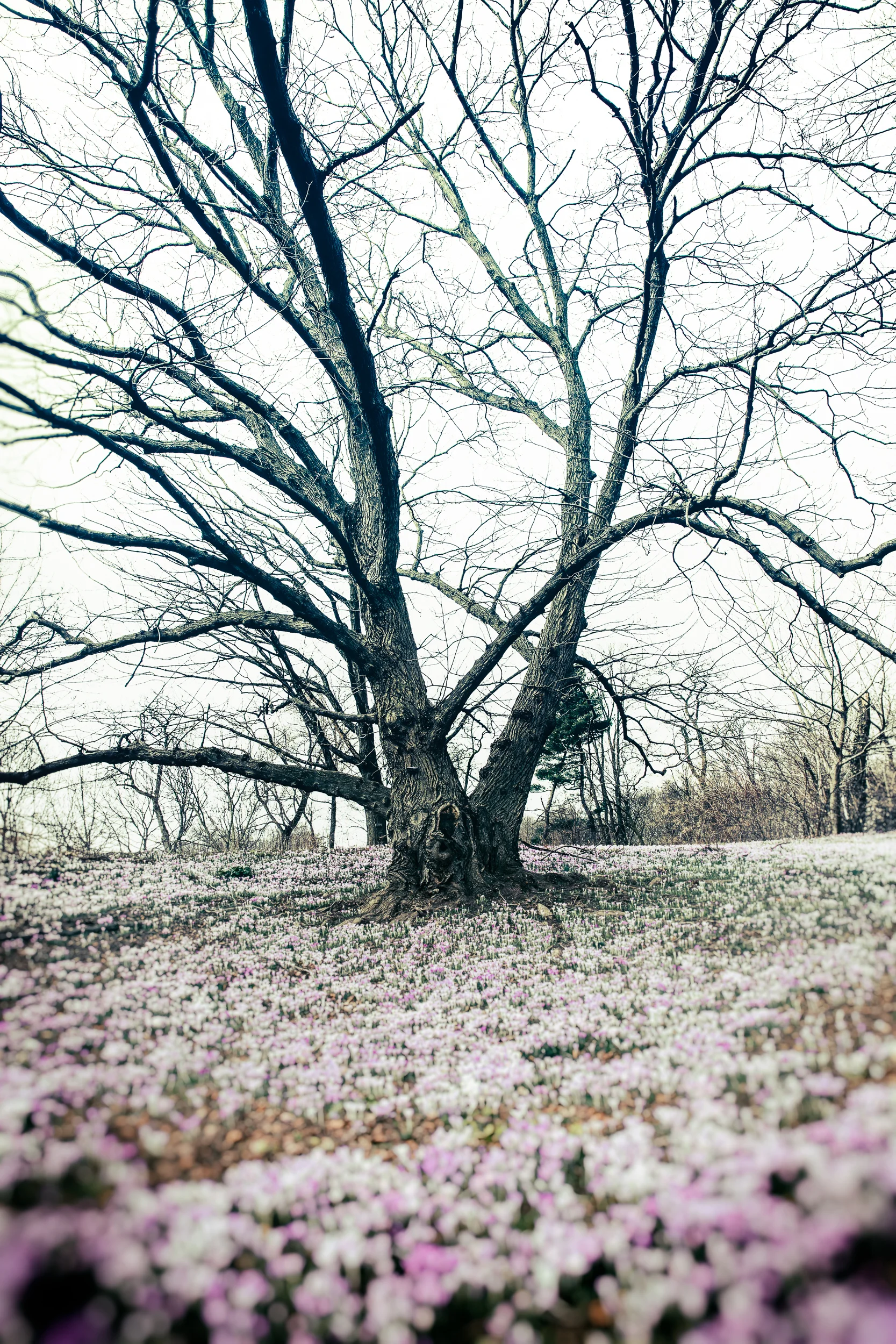 Winter's thaw, Brooklyn Botanic Garden-.jpg