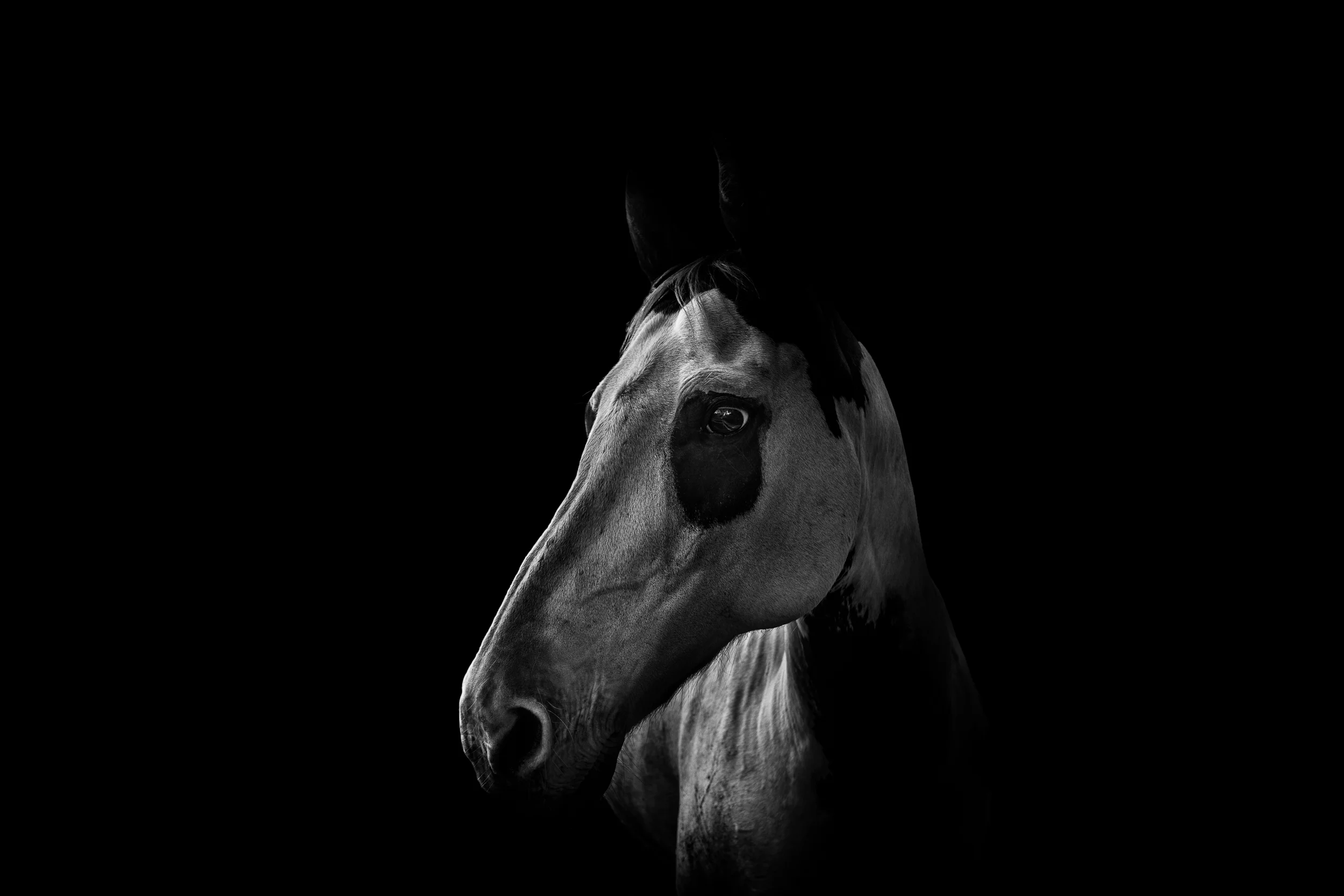 Horse I revised-3.jpg