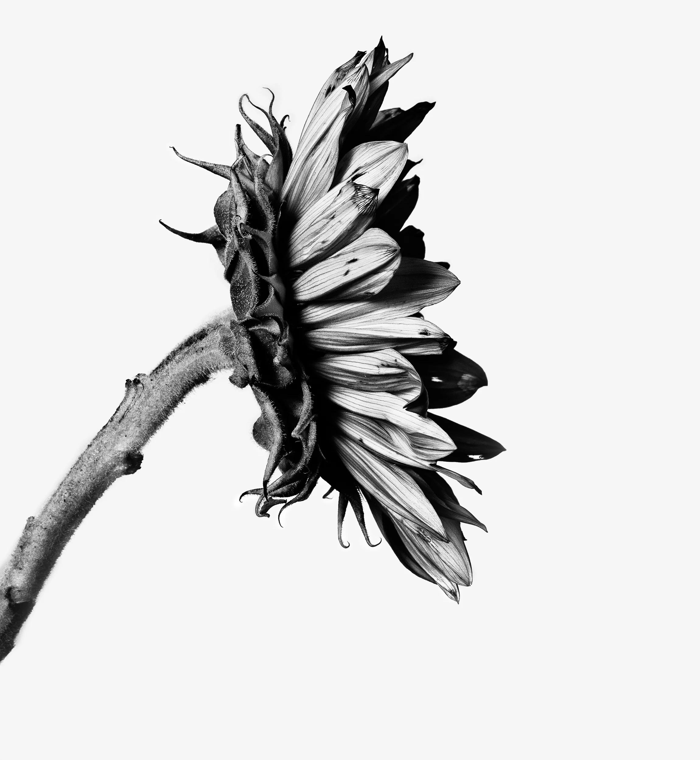 sunflower 1 b&W-Edit.jpg