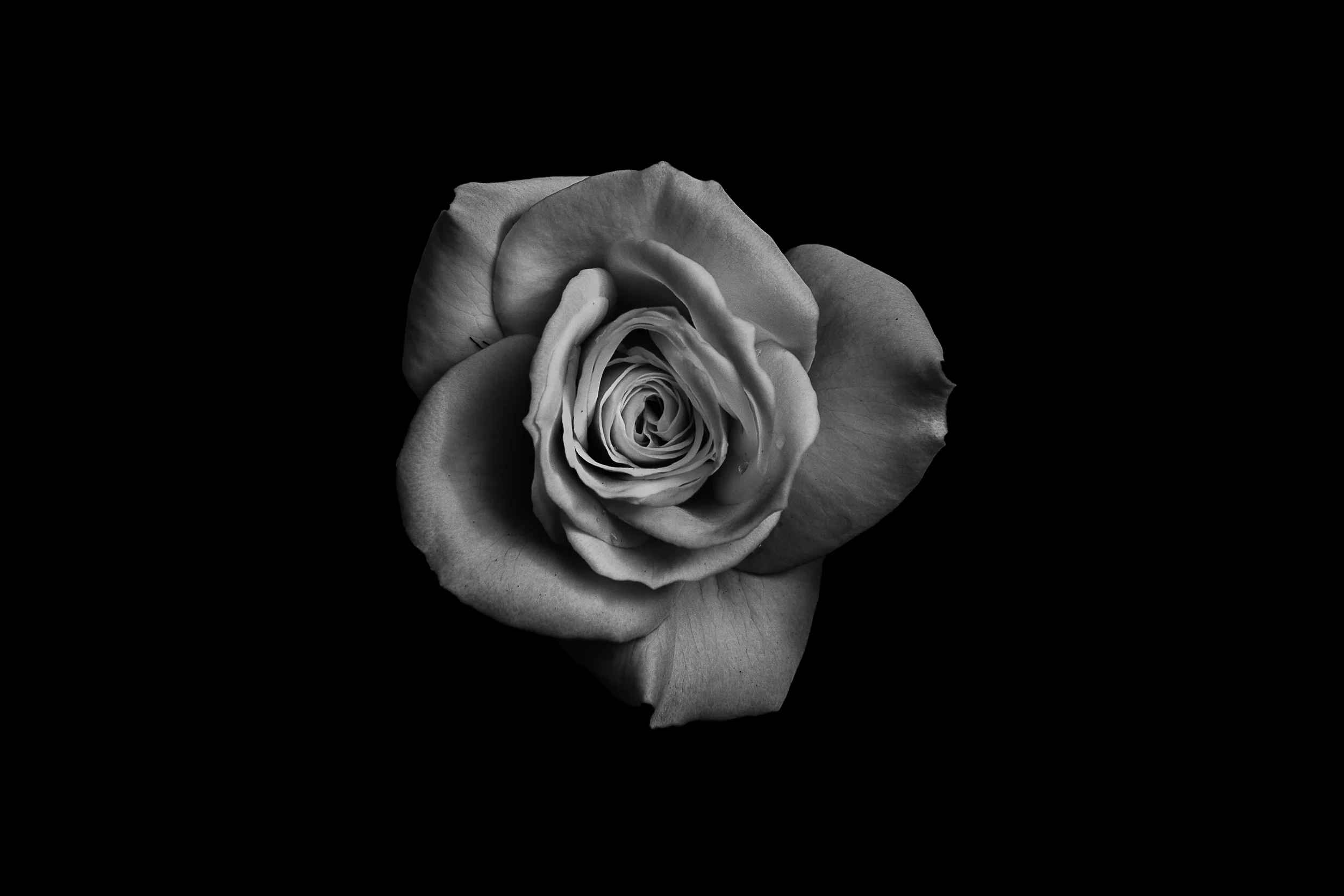 White Rose-.jpg