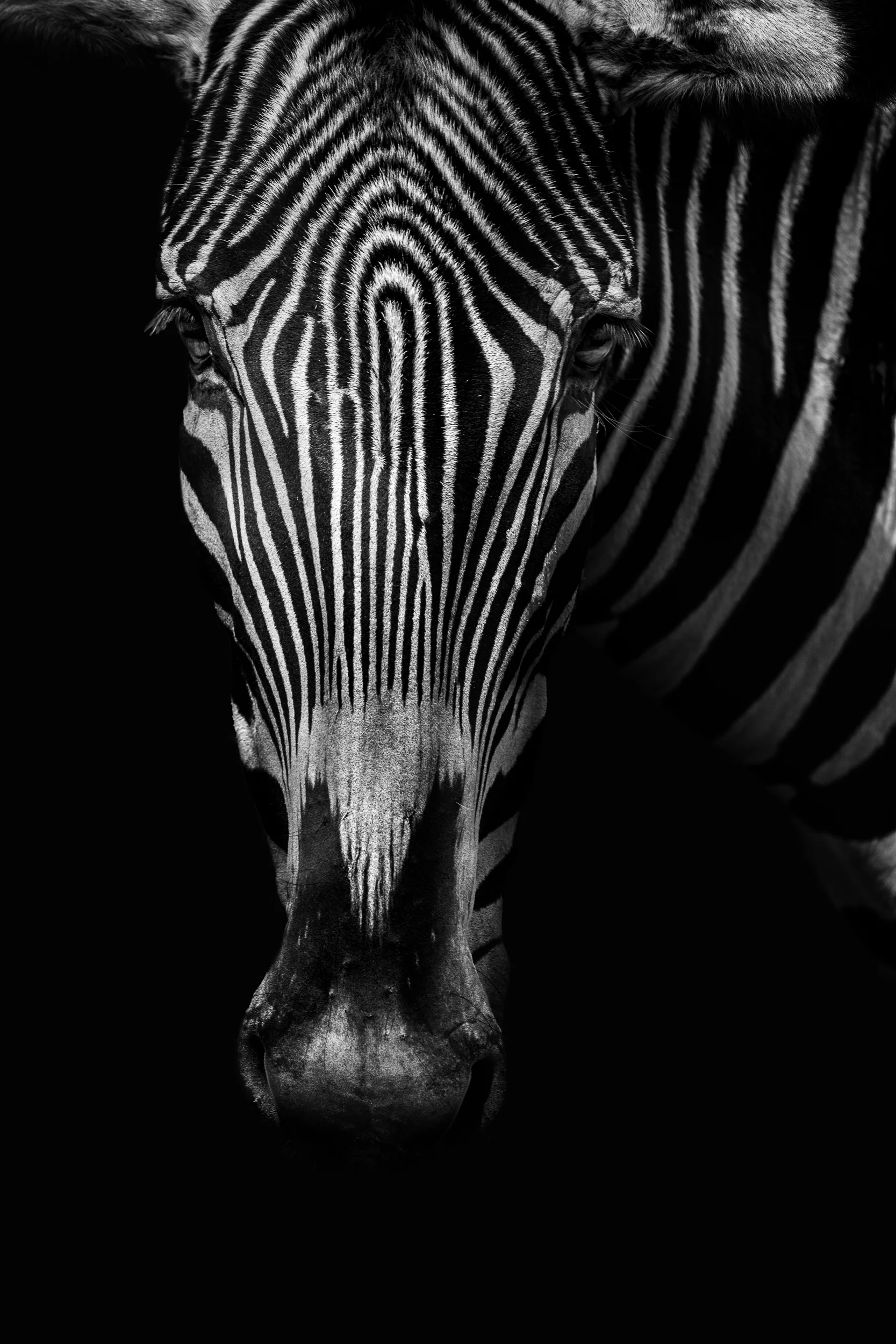 Zebra Close Up-.jpg