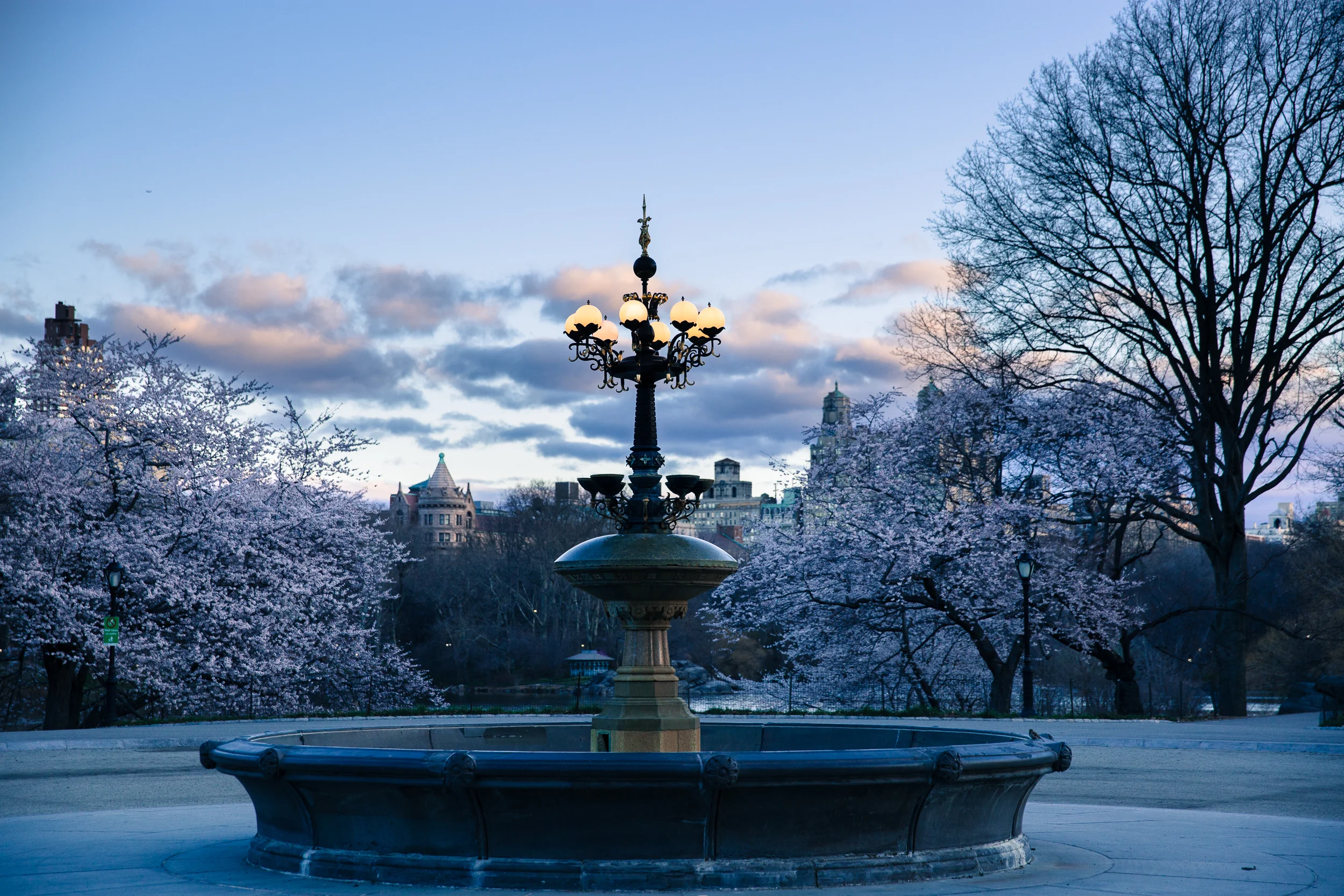 Cherry Hill Spring-.jpg