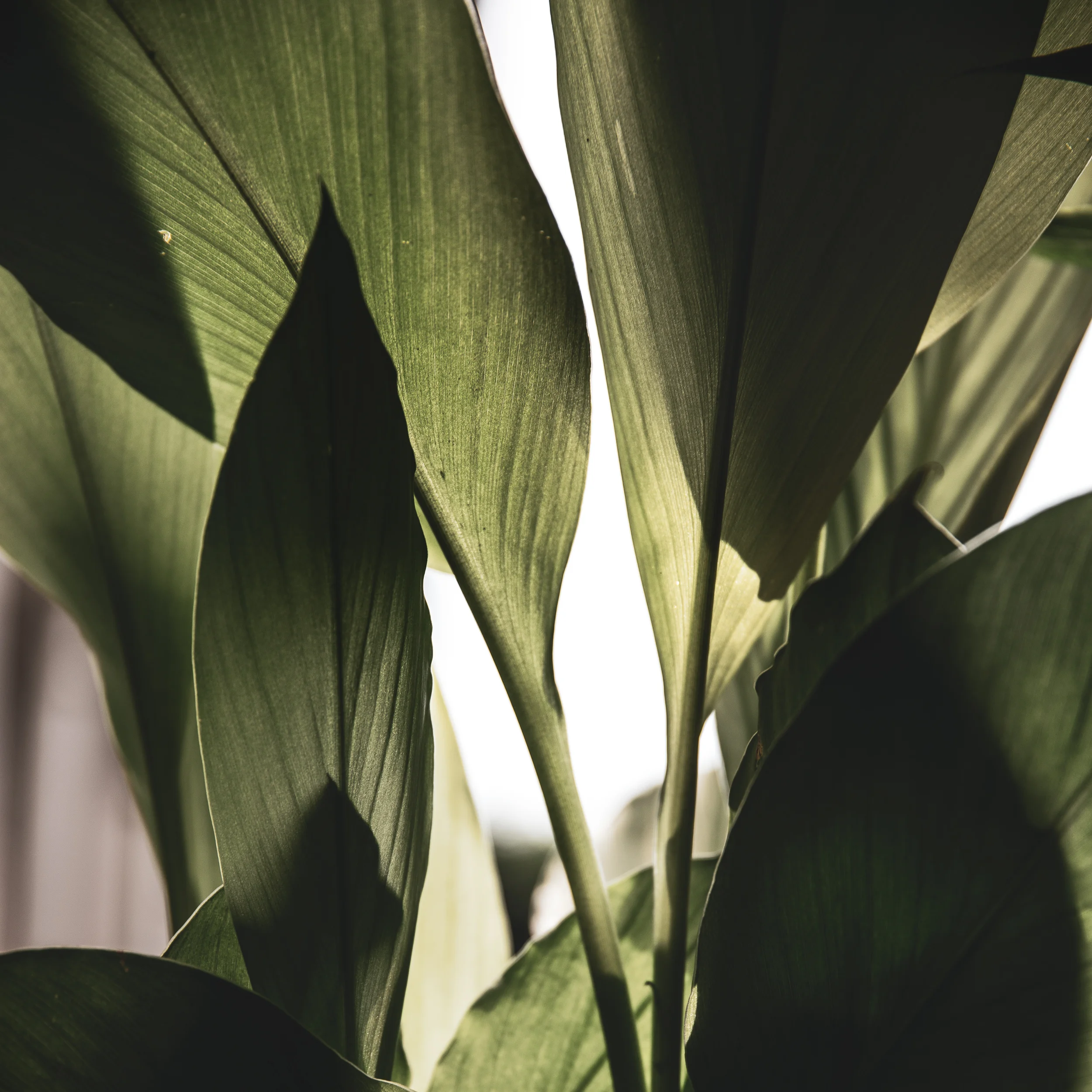 Leaves Cloisters.jpg