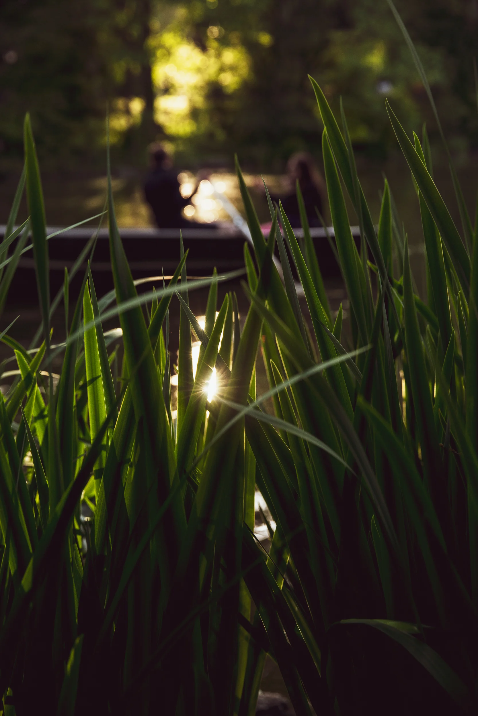 Thru the grass Central Park.jpg