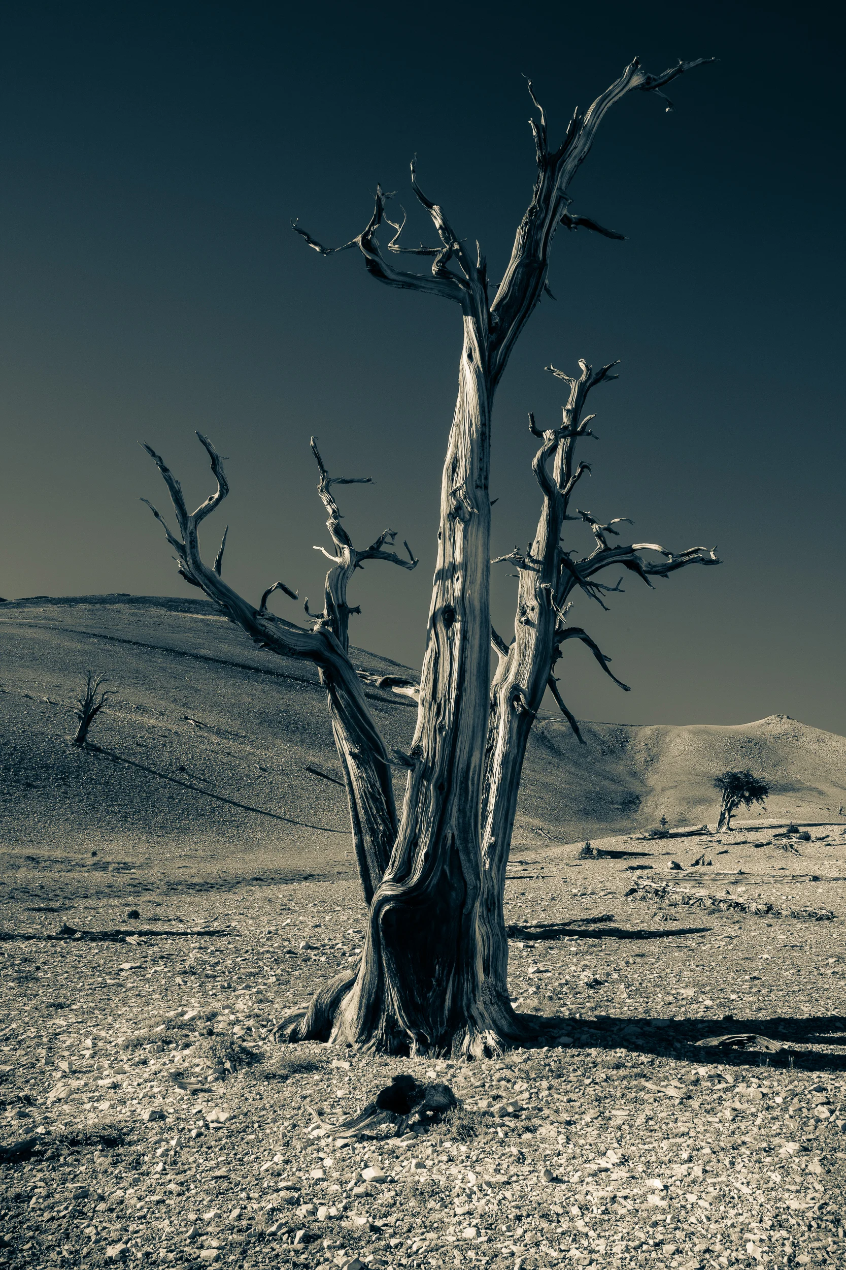 White Mt. Ancient one split tone-.jpg
