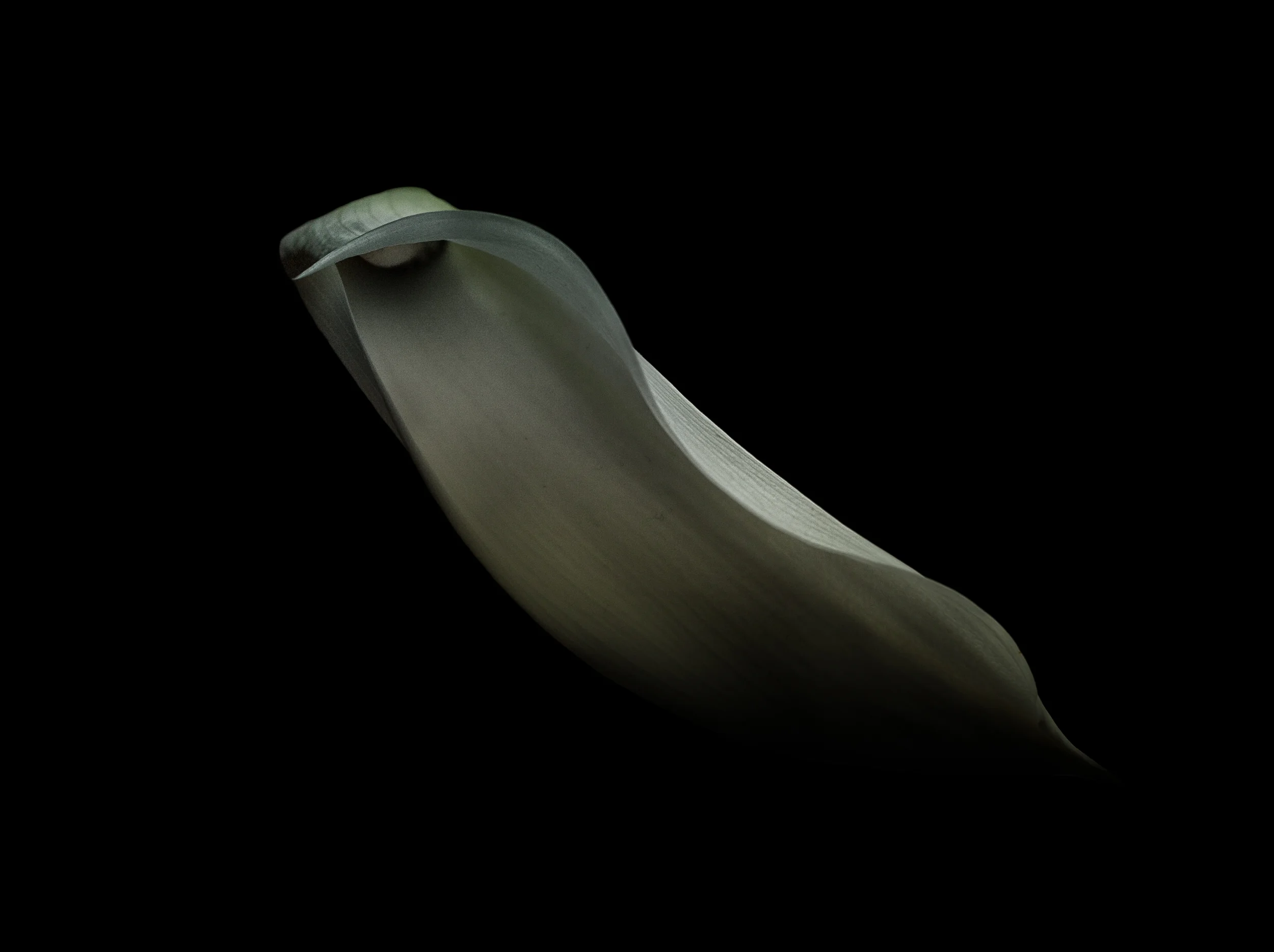 Calla II-.jpg