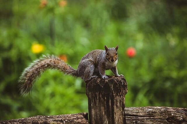 IG post of a squirrel on a post
.
.
.
.
.
.
.
.
.
.
.
.
.
.
.
.
.
#picoftheday #pictureoftheday #centralpark #park #naturephotography #nature #squirrel #newyork #nyc #urbanphotography #portrait #canon #furry #instadaily #instagood #contentcreator #sh