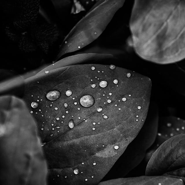 #blackandwhite  plant life
.
.
.
.
.
.
.
.
.
.
.
.
.
.
#plantbased #leaf #centralpark #droplets #picoftheday #photooftheday #plants #garden #nature #coronavirus #flowerstagram #contentcreator #nycphotography #nycphotographer #fbf #flashbackfriday