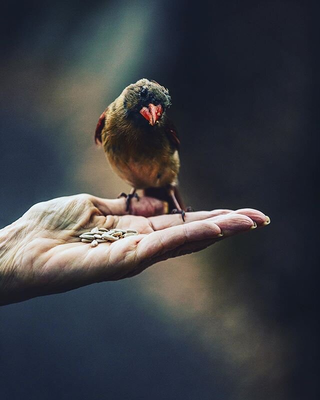 Feathers and furballs .
.
.
.
.
.
.
.
.
.
.
.
.
.
.
.
#pictureoftheday #photooftheday #tbt #throwbackthursday #pic #centralpark #park #nyc #instadaily #instagood #birdsofinstagram #rodentsofinstagram #canon #contentcreator #nycphotography #birds #squ