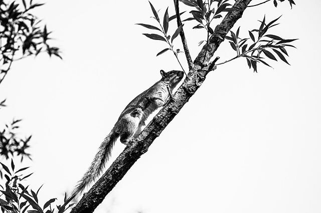 #squirrellife .
.
.
.
.
.
.
.
.
.
.
.
.
.
.
.
.
.
.
.
.
#pictureoftheday #photooftheday #blackandwhite #blackandwhitephotography #naturephotography #nature #squirrel #centralpark #bushytail #tree #parklife #nyphotography #nyphotographer #transformati