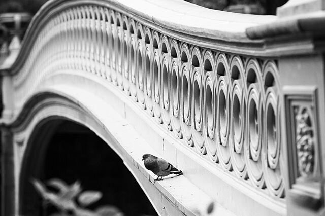 Pigeon-mania .
.
.
.
.
. .
.
.
.
.
.
.
.
.
#blackandwhitephotography #pictureoftheday #photooftheday #nyc #nycphotographer #nycphotography #instadaily #instagood #centralpark #bw #wednesdaywisdom #urbanphotography #street #birdsofinstagram #bird #pig