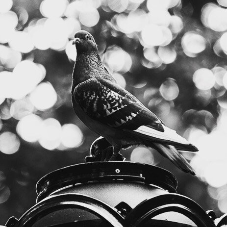 Pigeon Week 2020. .
.
.
.
.
.
,
.
.
.
.
.
.
.
#picoftheday #pictureoftheday #instadaily #instagood #natgeo #blackandwhite #blackandwhitephotography #birdsofinstagram #bird #pigeon #wings #contentcreator #creator #photography #nycphotographer #nycphot