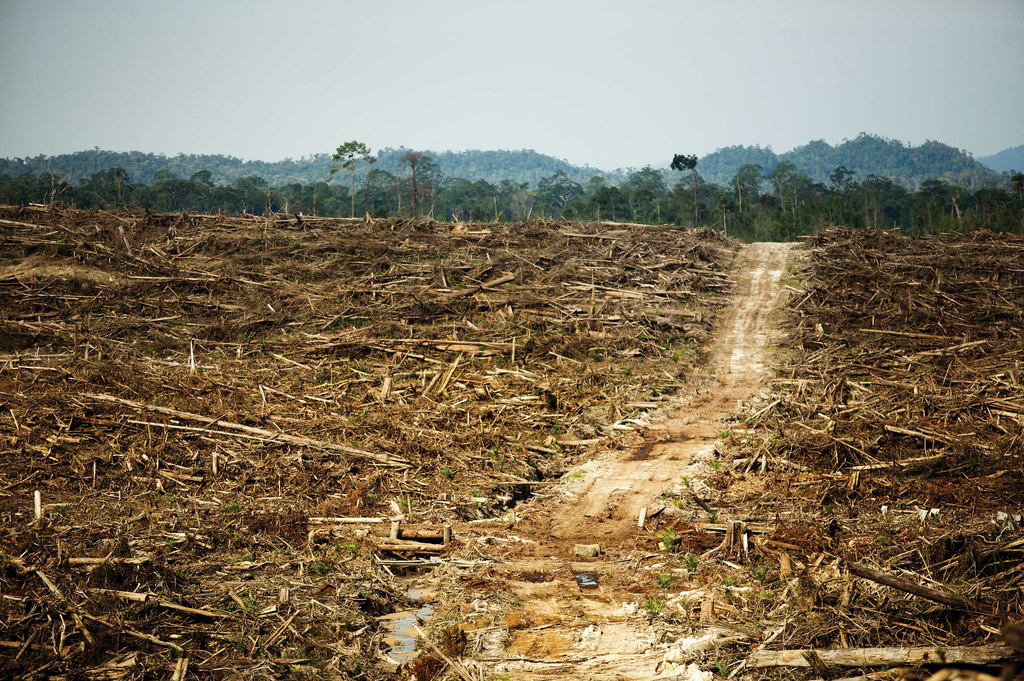 palm oil.jpg