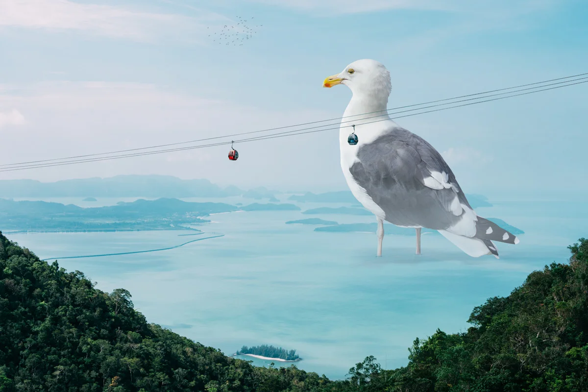 Seagul_Composite.jpg