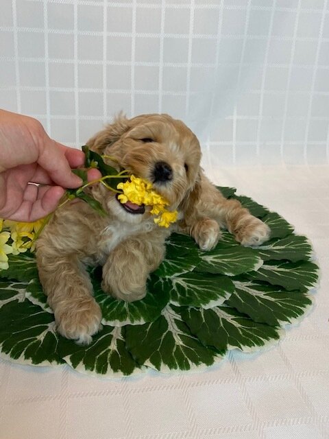  Labradoodle puppy chewing on flowers. 