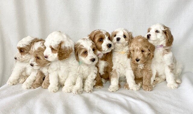  Labradoodle Puppies. 