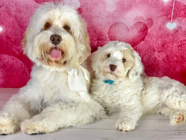  labradoodle adult and puppy. 