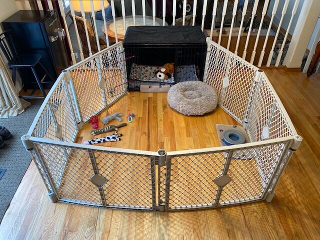 How to Set Up a Puppy Playpen