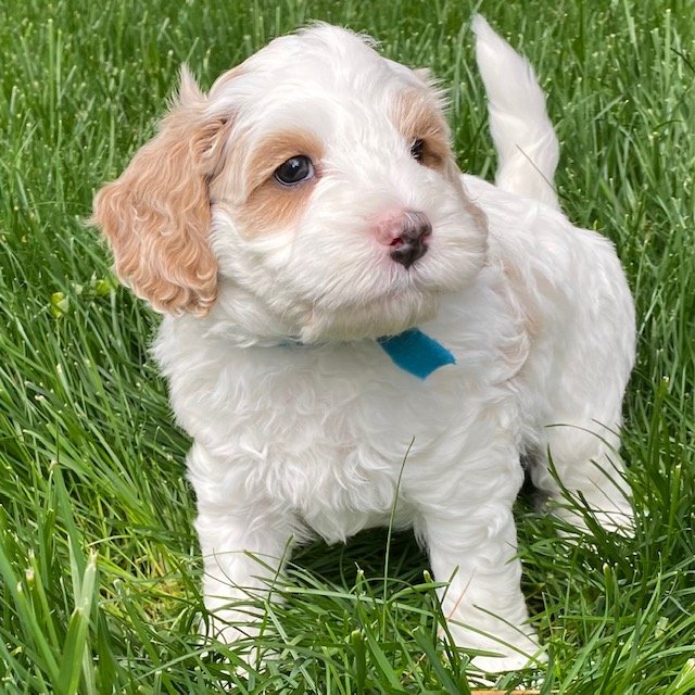  apricot and white parti Australian Labradoodle puppy. 