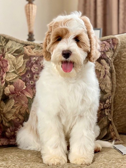 Apricot Aussie Labradoodle Puppies Apricot Parti Labradoodle