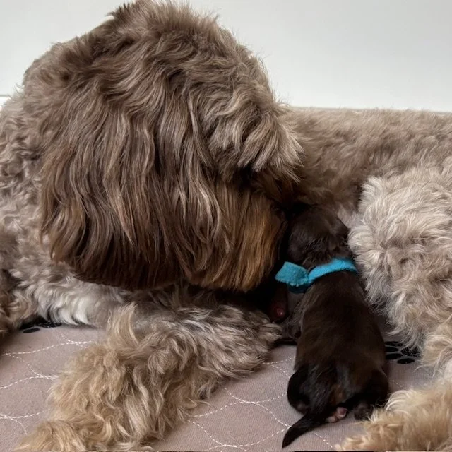  Both mom and baby Australian Labradoodles are well after the C-section. 
